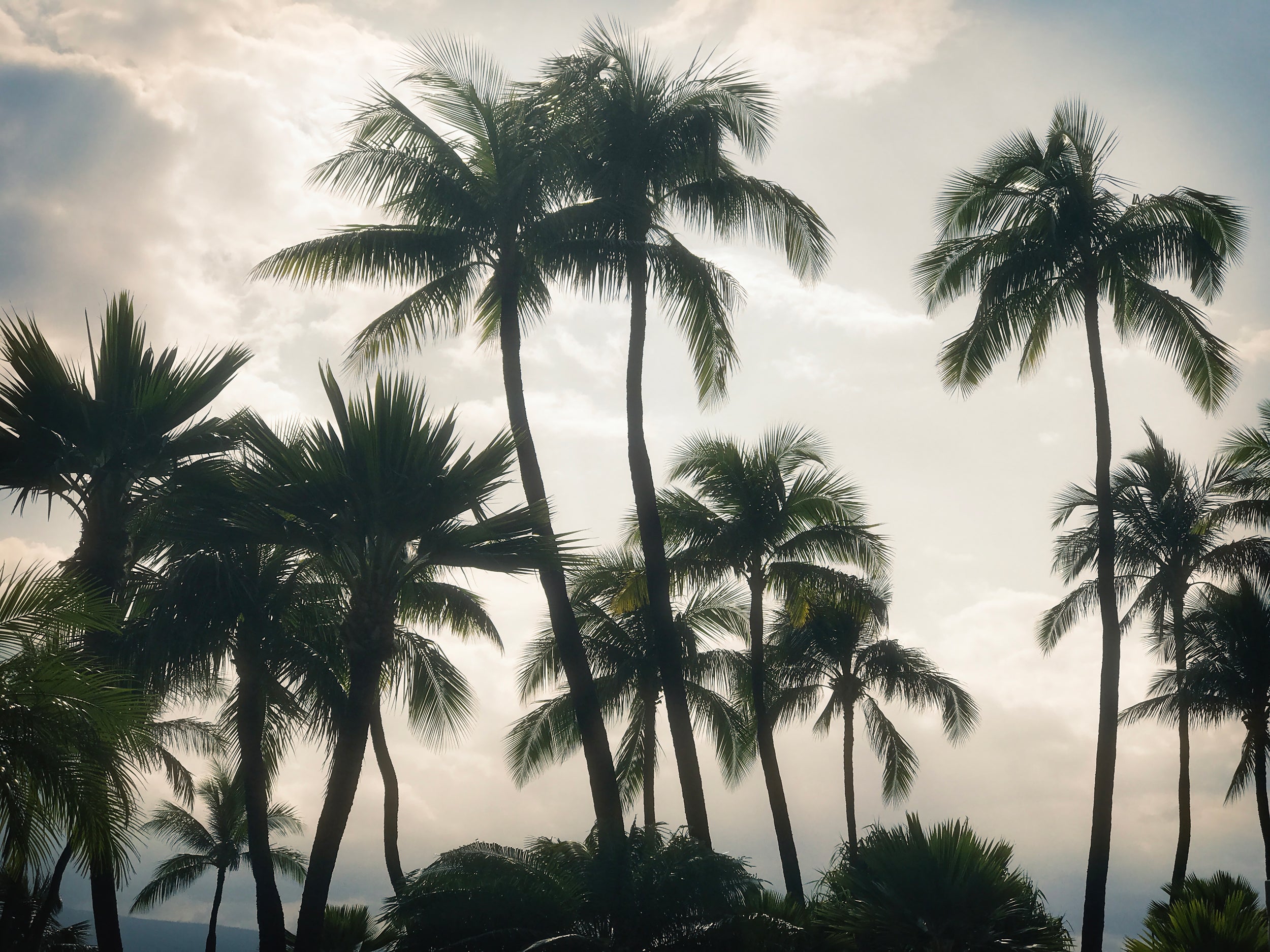 Maui Palms 2.0, Limited Edition Print